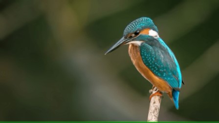 Surajpur Bird Sanctuary - 10.3 km Image